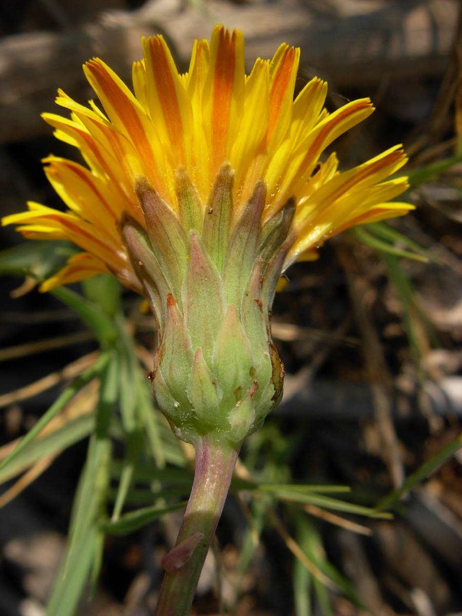 Sonchus maritimus L. / Grespino marittimo